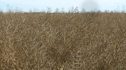 Selon Terres Inovia, le rendement moyen français en colza atteint 31 q/ha cette année. © A.Cassigneul/GFA Selon Terres Inovia, le rendement moyen français en colza atteint 31 q/ha cette année. © A.Cassigneul/GFA